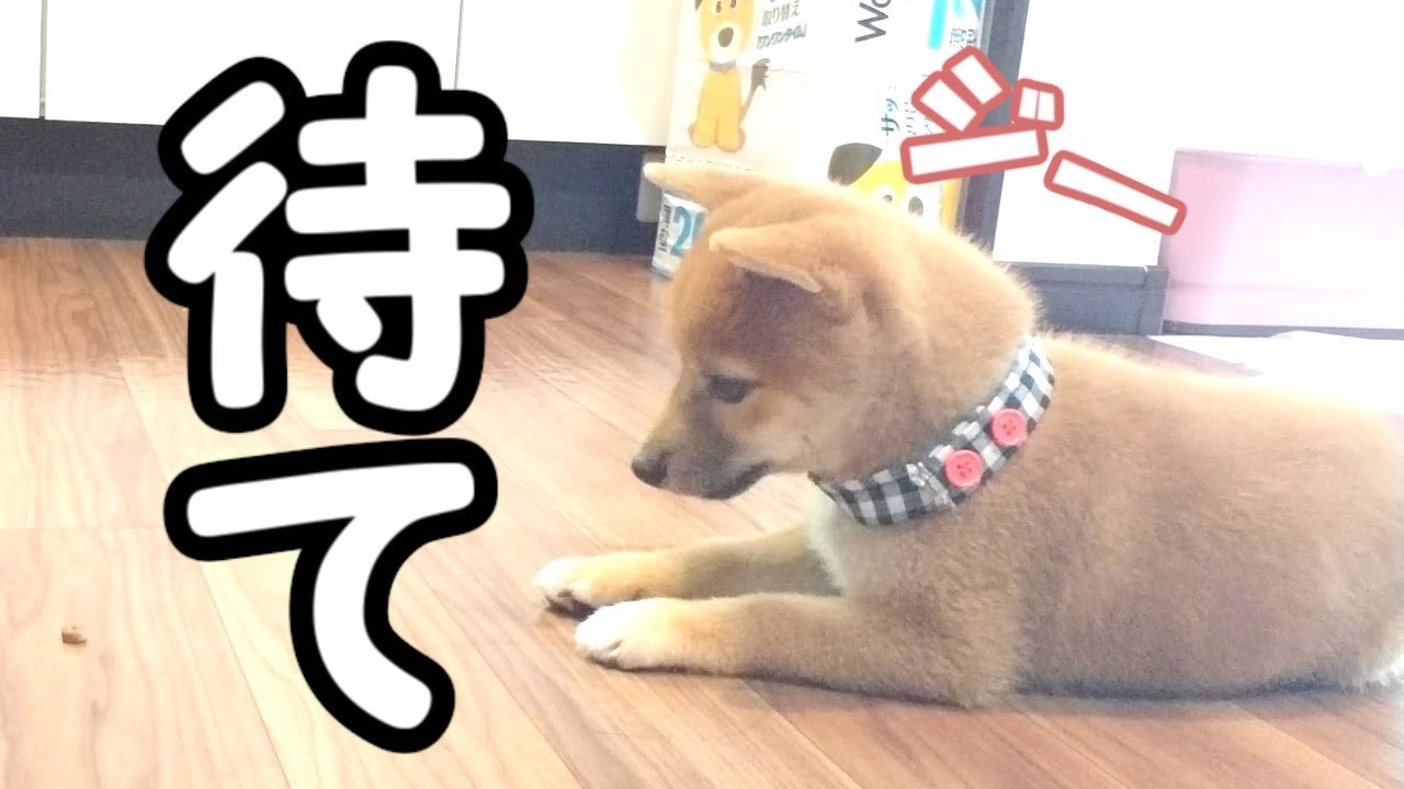 【豆柴子犬】待て！+よし！習得までの道のり【柴犬のしつけ】（Mameshiba puppy） YouTube