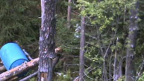 danielle fraley 2010 bear hunt,northern-ou...  1