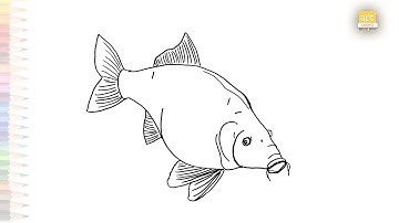 Carp drawings | Easy Fish drawings | How to draw A Carp step by step | Carp drawing videos