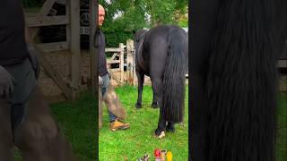 Man Helps Horse Walk Again 🐴❤️