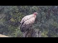 Griffon Vulture In Chopta Himalaya Bird Watching Tour With Guide Bharat Puspwan Uttarakhand