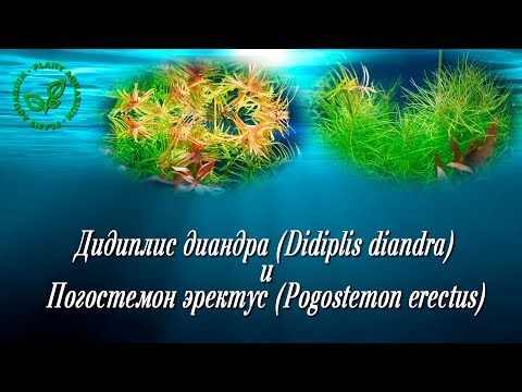 Дидиплис диандра Didiplis diandra и Погостемон эректус Pogostemon erectus