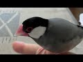 桜文鳥ほーちゃんの得意技 さえずり３回 文鳥動画 Java sparrow