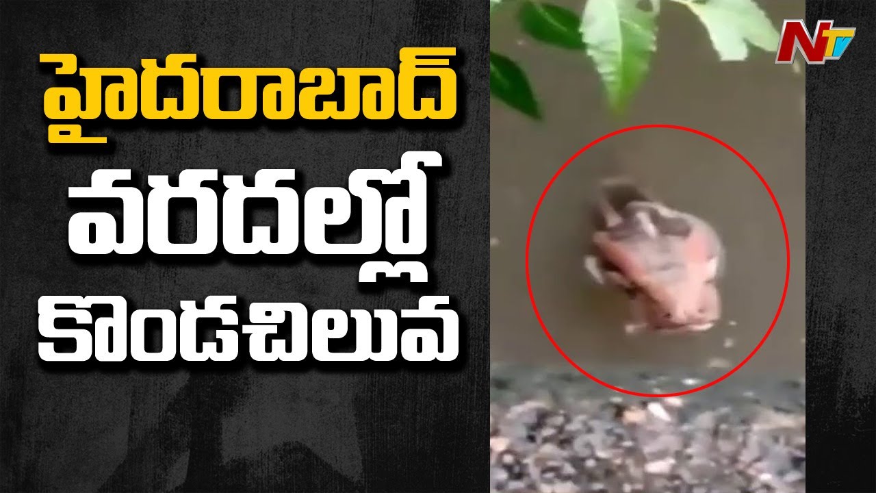 హైదరాబాద్ వరదల్లో కొండచిలువ | Python Found in Hyderabad Floods | Ntv ...