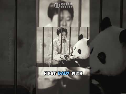 Mother Panda Doesn’t