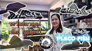นักทำความสะอาดตู้มือหนึ่งแถมสวยด้วยลวดลายที่แตกต่าง ปลาดูดที่ข้ามมาไกลจากอเมริกาใต้ - Fish Bar