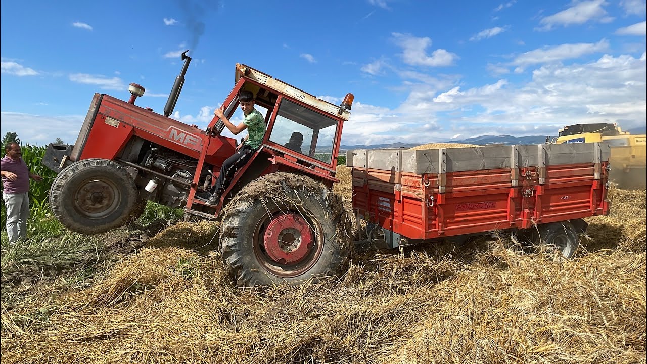 BİÇERCİ BİLE BÖYLE BUĞDAY GÖRMEDİ// TOHUMLUK ALMAYA GELEN 275 BATTI!!!