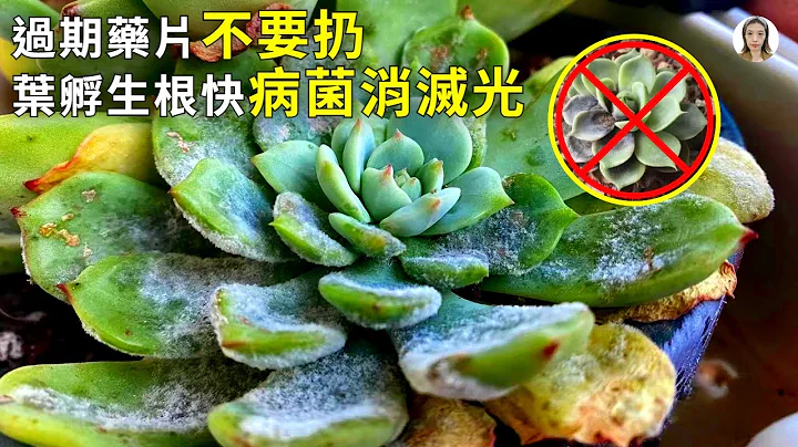 4種過期的藥片千萬別再扔了，巧利用一下，比買的生根劑和殺菌劑都有效，看完就想試一試|花花世界 - 天天要聞