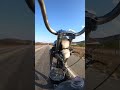 Gambá Na Estrada #harleydavidson #naoeumachopper #tattoonaestrada