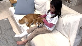 足を骨折した５歳娘のそばを離れない柴犬おねーちゃん