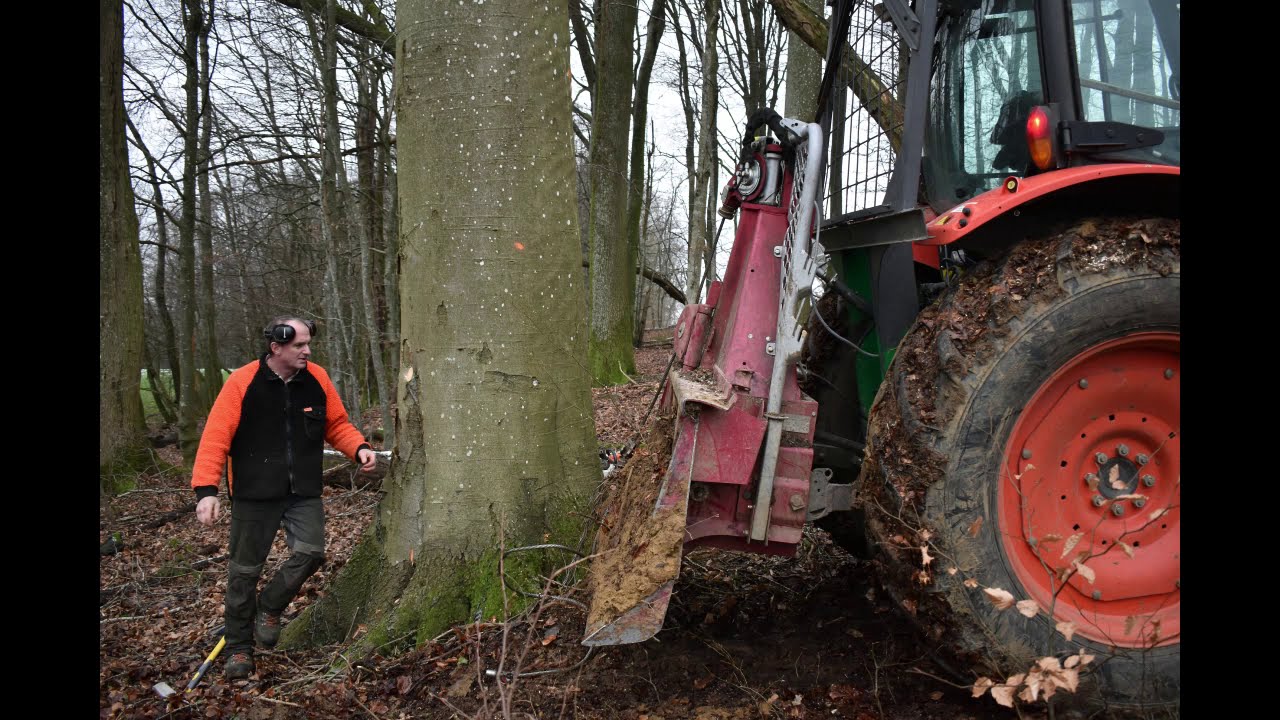 Abattage d'un gros Hêtre câblé avec un tracteur KUBOTA [STIHL ms 500i]