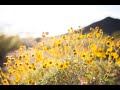 موسيقى مونامور الجزء الأكثر هدوء    