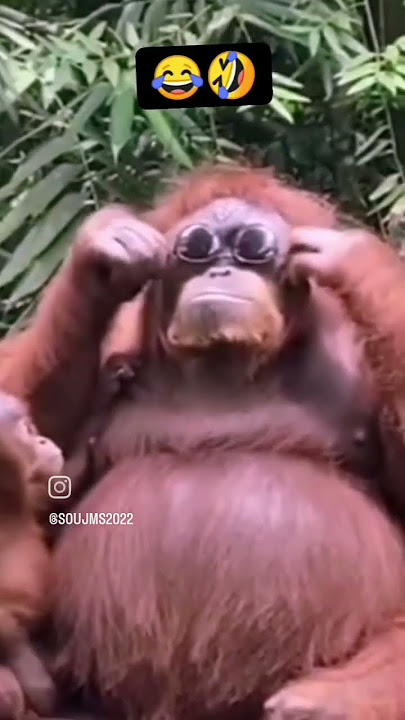 🐵 Affen kämpfen gegen Hunde 🐕