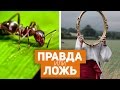 МОЖЕТ ЛИ МУРАВЕЙ ВИДЕТЬ СЕБЯ В ЗЕРКАЛЕ?