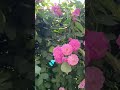 #flowers #rose #rosé #beautiful #beautifulnature