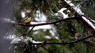 Gabriel Podaru - A Moment In Time Instrumental Music For Soul