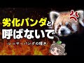 【不遇】レッサーパンダのこと、劣化パンダって呼ばないで下さい...