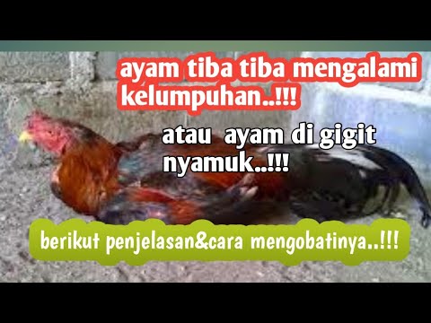 Video: Cara Mencegah Gigitan Nyamuk di Peru