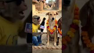 #FunnyAnimals #MonkeyNews #DesiComedy #Trending jaise
