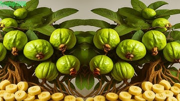 How to Propagate Guava Trees Using Bananas – 100% Success!