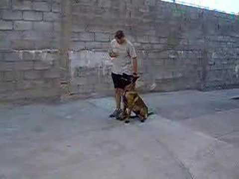 Obediencia obediência a deus