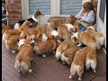 Funny Corgi Videos Compilation - Baby Corgis Dogs 101 - Too Cute Corgi Puppies Stampede Playing