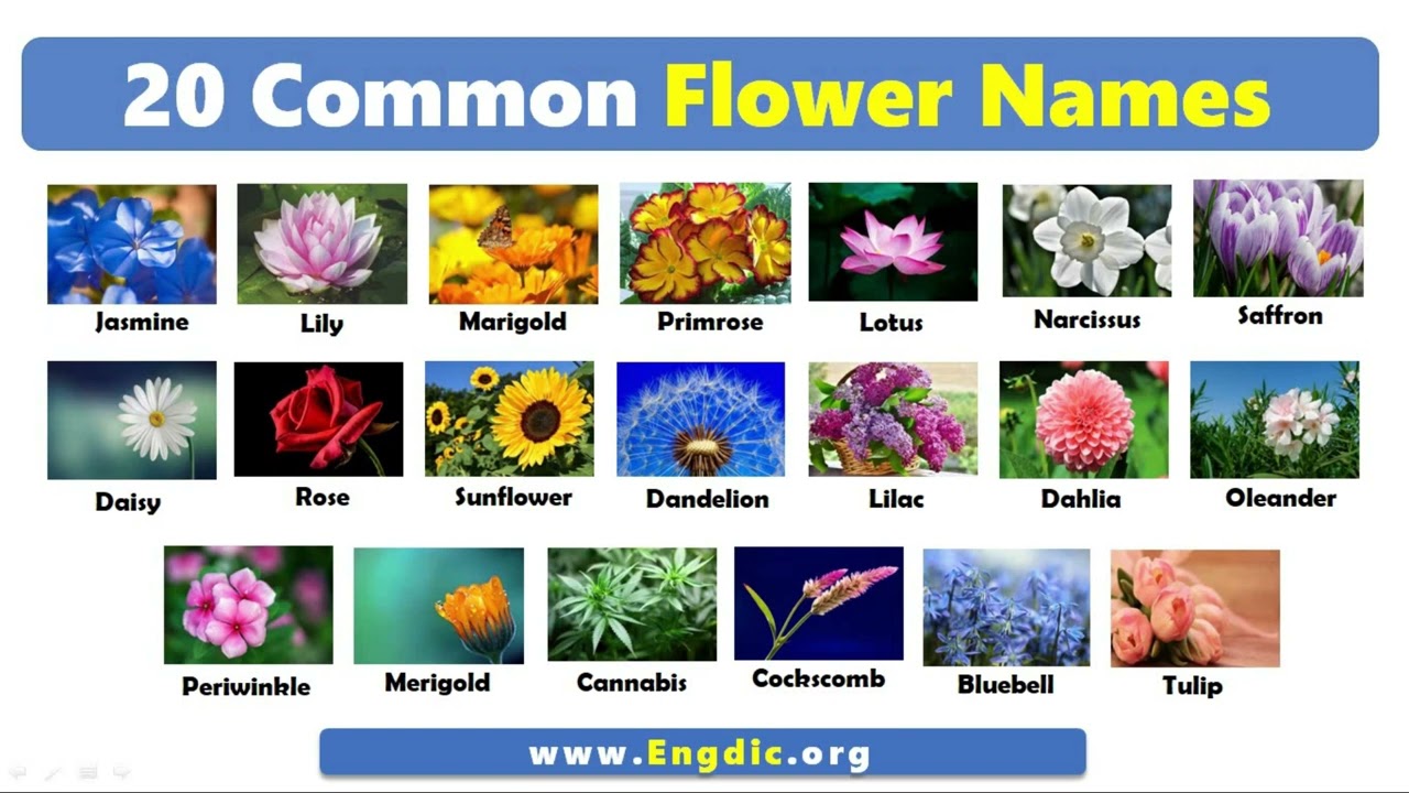 20 Common Flower Names | Basic English Vocabulary - YouTube