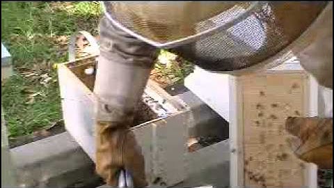 Mr. Ed  pulls bees from a swarm trap.