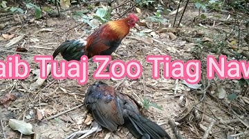 Me Nyuam Qaib mos tuaj zoo kawg nawb;11/10/2021