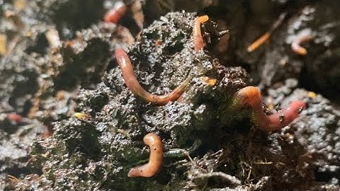 Composting with Craig Ep 115: Nothing Can Stop 5000+ Red Wigglers