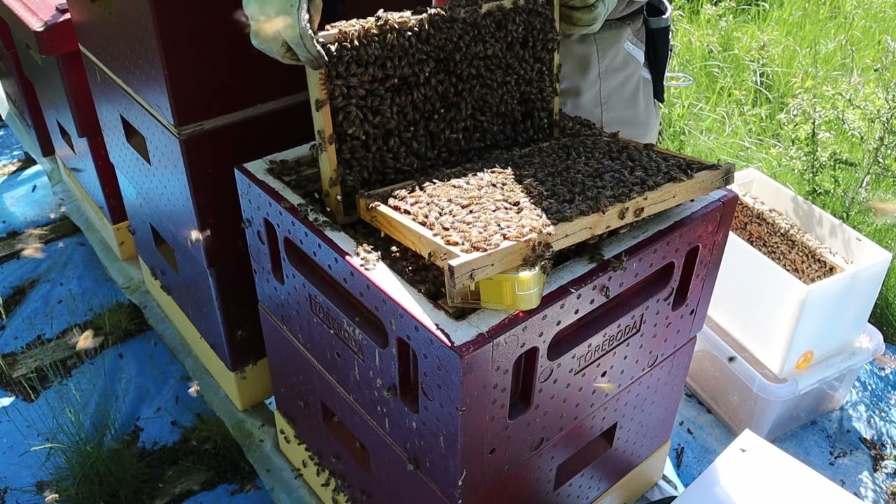 Drottningodling Del 1