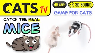 CATS TV  - MICE for cats to watch 🐭😻 Squeak & Birds sounds 🎶 4K [Cat Games]