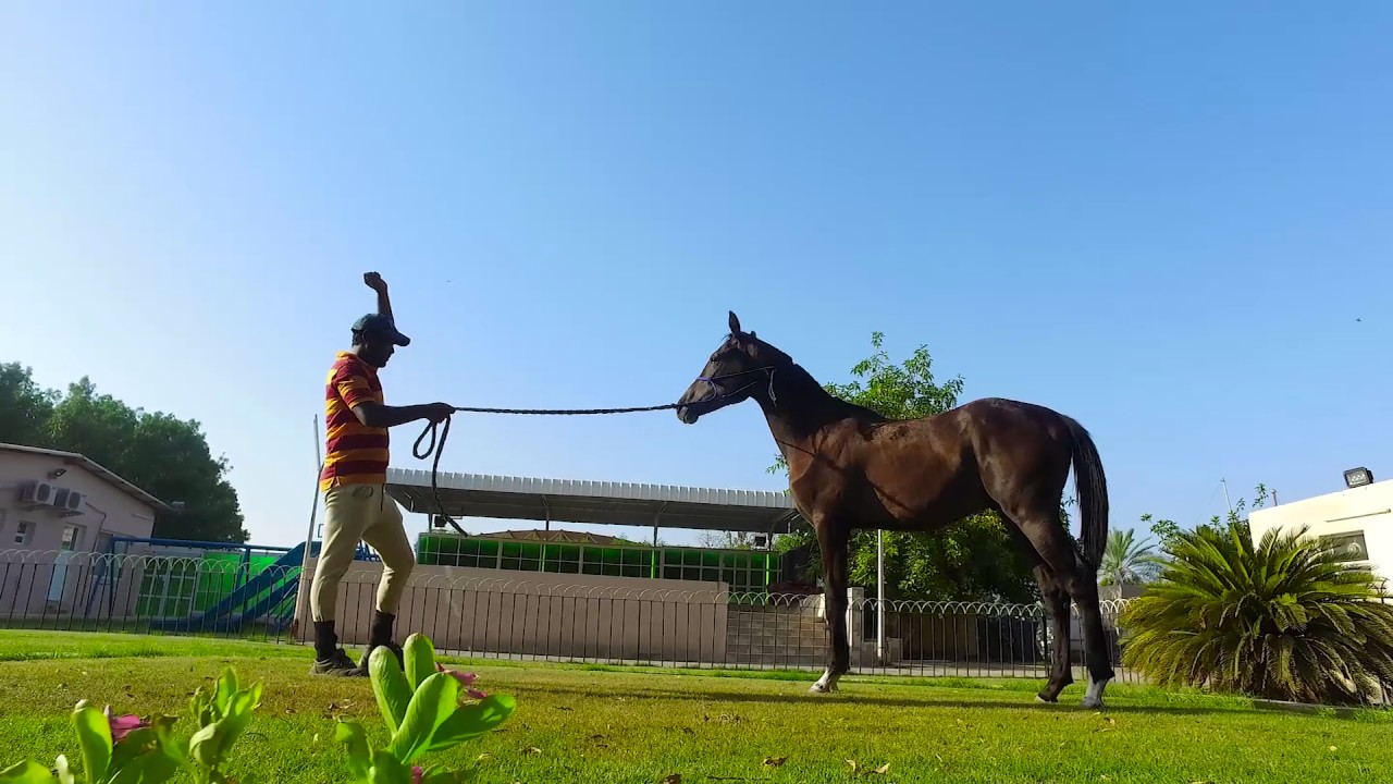 الخيل في عمان الحلقة الثالثة 