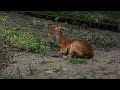 Endangered Sangai Deer at Bannerghatta Biological Park | Dancing Deer of Manipur