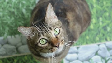 Understanding Cat Behavior