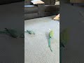 parrots, male trying to entice female.