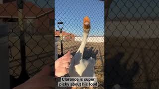 Clarence the Guard Goose is Super Picky about his Food