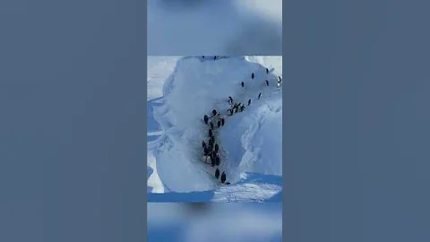 😱BBC Crew Breaks Rules to Rescue 50 Trapped Penguinheart warming rescue, wildlife,nature heroes,
