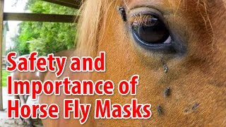 Taking Care Of Horses: Safety and Importance of Fly Masks