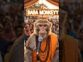 Baba monkey 🐒#shortsfeed