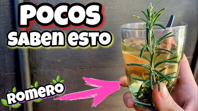 Cómo Hacer ALCOHOL DE ROMERO para los DOLORES MUSCULARES. 🌾🍁 