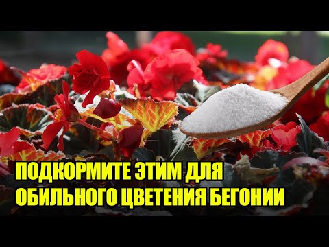 Супер Подкормки Для Пышного Цветения Бегонии / Удобрения Которые Заставят Бегонию Долго Цвести