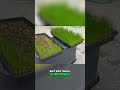 Pre-Germinated Grass Seed vs Regular Seed: Surprising Results Revealed