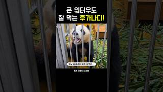 큰 워터우도 잘 먹는 후강아지! #강바오 #후이바오