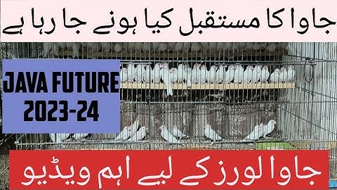 Future of java Finch in 2023-24 || Java Sparrow Future || Apna Birds Setup