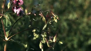 Why are these plants exploding?