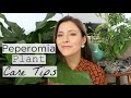 Peperomia Plant Care Tips & Tricks | Peperomia Houseplant Care!