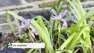 Lunchtime Tour: From Green Roof to Edible Garden Plants