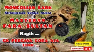 MASTERAN SULTAN 🔥🔥 ) mongolian Lark FULL isian Setabilkan suara murai Burung murai agar konsisten