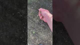 Preparation & Research Is Key To The Success Of Gr Seed Weve Tested Several To Find The Best